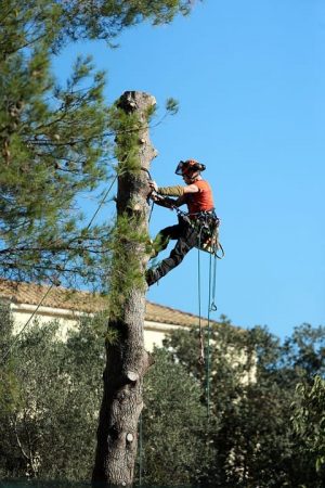 The Importance Of Regular Tree Trimming And Pruning