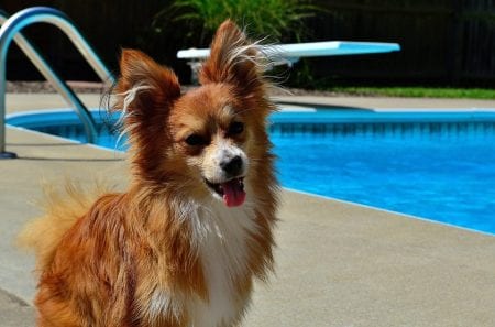 How to Keep Your Dog Safe Around Water
