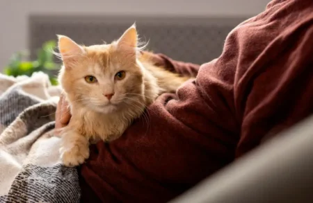 Living with Cats: What You Shouldn’t Keep at Home