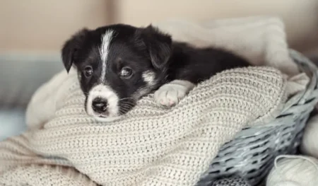 What You Need At Home Before Getting A Dog Complete Setup Guide