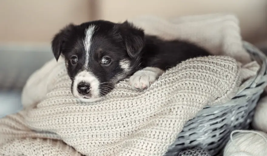 What You Need At Home Before Getting A Dog Complete Setup Guide